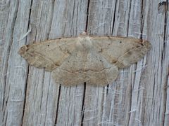 Prochoerodes forficaria