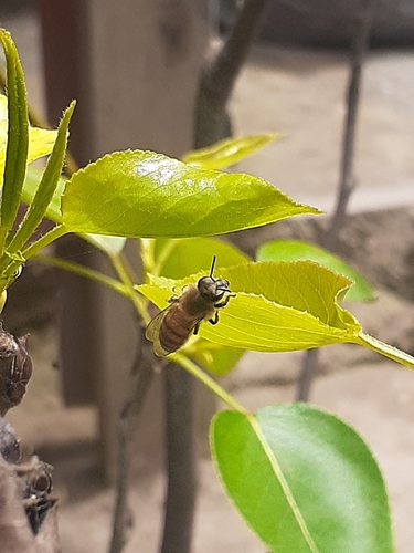 photo of Western Honey Bee (Apis mellifera)