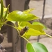 photo of Western Honey Bee (Apis mellifera)