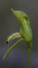 Pterostylis straminea