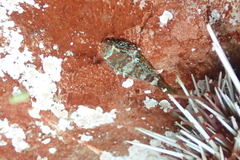 Chorisochismus dentex