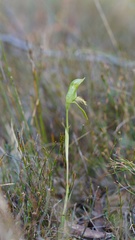 Pterostylis straminea