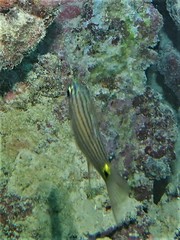 Cheilodipterus artus