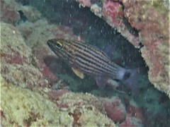 Cheilodipterus artus