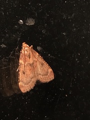 Aglossa disciferalis