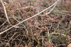 Thymus calcareus