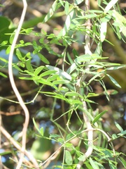 Secamone filiformis