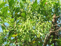 Secamone filiformis