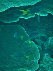 Neopomacentrus azysron