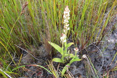 Satyrium stenopetalum