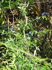 Secamone filiformis