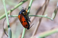 Hycleus duodecimpunctatus