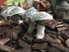 Stropharia aeruginosa
