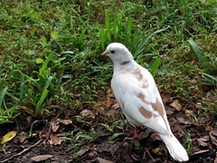 Streptopelia roseogrisea