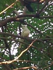 Streptopelia roseogrisea