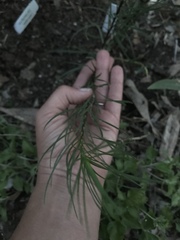 Liatris punctata mucronata