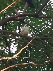 Streptopelia roseogrisea