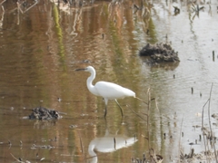 Egretta garzetta