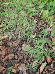 Muhlenbergia bushii