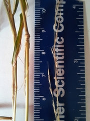 Muhlenbergia bushii
