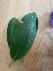Rhododendron canadense