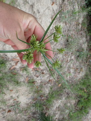 Cyperus ochraceus