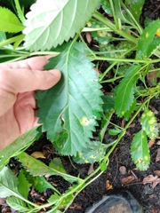Stachytarpheta × intercedens