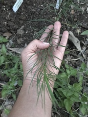 Liatris punctata mucronata