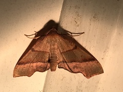 Plagodis phlogosaria