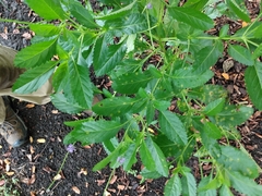 Stachytarpheta × intercedens