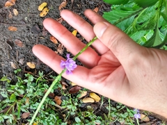 Stachytarpheta × intercedens
