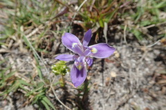 Moraea australis