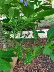 Stachytarpheta × intercedens