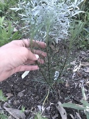 Liatris punctata mucronata