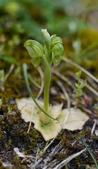 Pterostylis ziegeleri