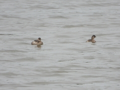 Tachybaptus ruficollis