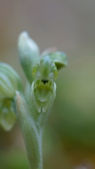 Pterostylis ziegeleri