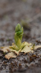 Pterostylis ziegeleri