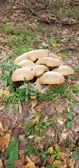 Macrocybe