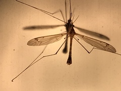 Tipula submaculata