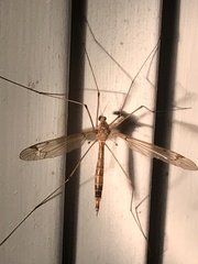 Tipula submaculata