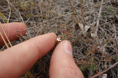 Asperula tephrocarpa