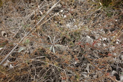 Asperula tephrocarpa