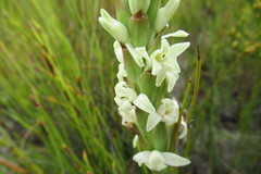 Satyrium stenopetalum