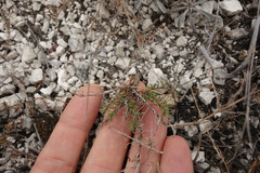 Asperula tephrocarpa