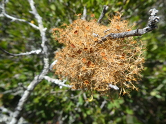 Teloschistes capensis