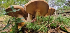 Macrocybe
