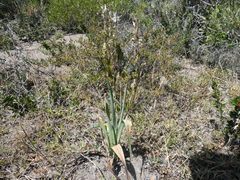 Chlorophytum triflorum