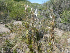 Chlorophytum triflorum