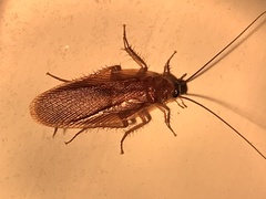 Parcoblatta virginica